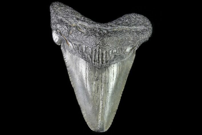 Fossil Chubutensis Tooth - Megalodon Ancestor #83584